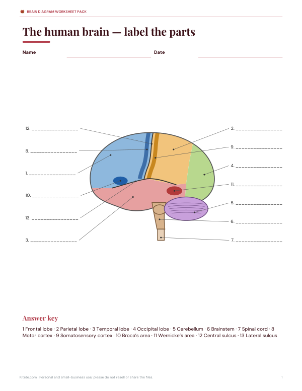 Preview of Printable Brain Labeling Diagram